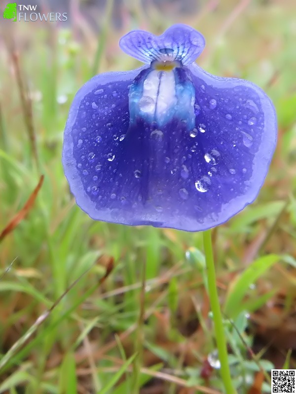 Net-veined Bladderwort